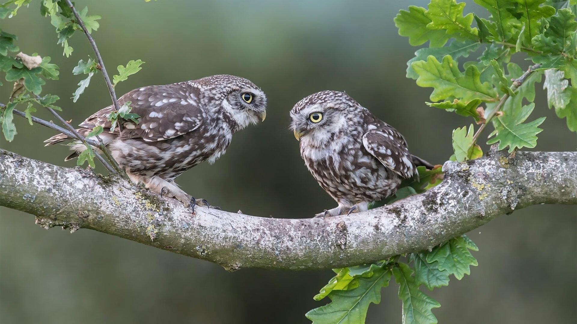 史诗级“欧冠决战”：悬念与激情同在，欧冠决赛爆冷